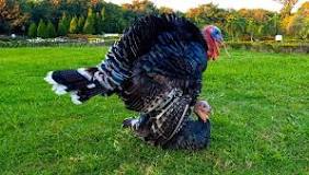 do-turkeys-mate-for-life