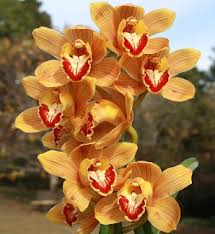 We did not find results for: Cymbidium Coral Premiumseeds Bulbos De Flores