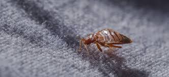 Rid Your Mattress From Bed Bugs Guide