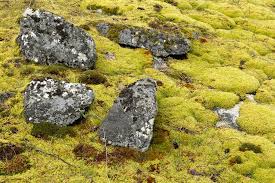 of moss similar to miniature forests