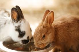 can you litter train a rabbit neeness
