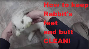 how to clean your rabbit feet and