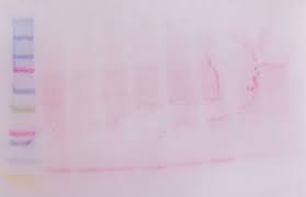 ponceau stained western blot