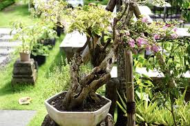 large container gardens
