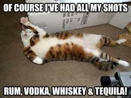 Image result for cat with rum