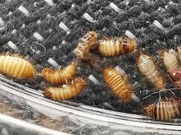 carpet beetle nest