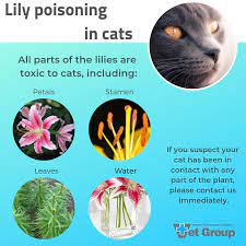 lily poisoning in cats new plymouth