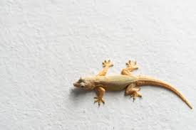 how to get rid of lizards at home best