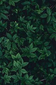 hd green leaves wallpapers peakpx