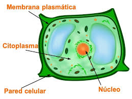 qué es la célula vegetal partes y