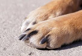 how do i treat my dog foot fungus