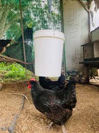 our 5 gallon bucket en feeder