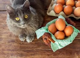 By keeping poisonous and hazardous foods out of her reach, as well as making sure she consumes a balanced food, you are helping her stay healthy. Can Cats Eat Eggs Are Scrambled Or Raw Eggs Good For Cats Petmd