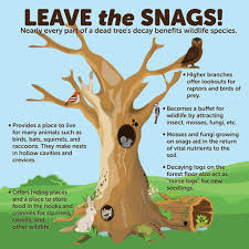 Maybe you would like to learn more about one of these? South Carolina Department Of Natural Resources Standing Dead Trees Or Snags May Appear To Be Useless Even Eyesores But They Are Valuable Components Of Wildlife Habitat And Are Frequently In Short