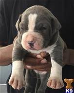 Pitbull puppies for sale craigslist ny. American Pit Bull Puppies For Sale In New York