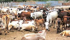 Image result for cattle