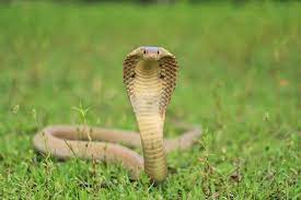 the cobra snake discovery habitat