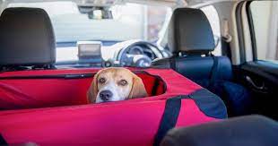 Safe Car Travel With Your Dog Crash
