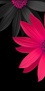 pink flowers backgrounds nature