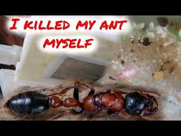 killed my ants with baking soda