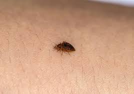 Can Bed Bugs Bite Through Clothing