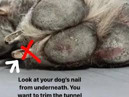 safely trim your dog s black nails