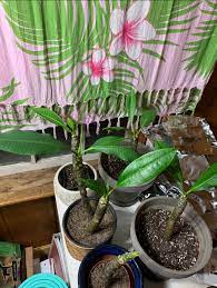 best hawaiian plants from kanoa hawaii