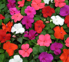 Image result for shade impatiens