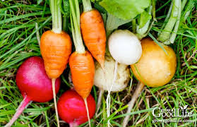 10 Vegetable Gardening Tips For Beginners