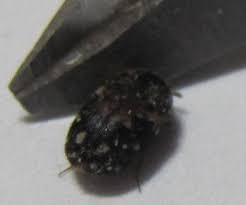 do carpet beetles travel with you find