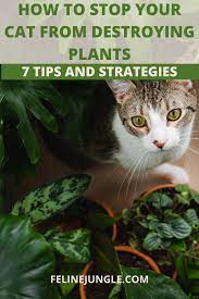 How to Keep Cats from Destroying Your Houseplants