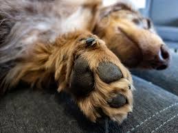 red dog paws causes prevention and