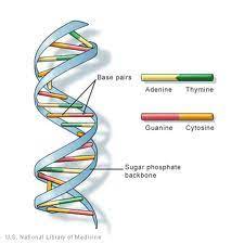 dna the of biocal sciences