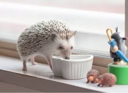 Hedgehogs don't make good pets for all people. Pet Hedgehog Care And Facts Petmd