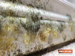 Is Green Mold Dangerous How To