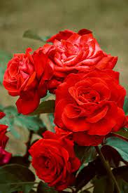 beautiful red roses free stock photo