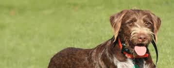 wirehaired pointing griffondor dog