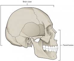 How many bones in the face and head : The Skull Anatomy And Physiology