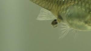 How Do Guppies Give Birth?