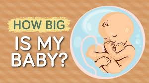 Baby Growth Chart How Big Is Your Baby This Week Infographic