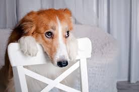 Symptoms of depression for dogs. How A Dog Can Help With Depression Patient Empowerment Network