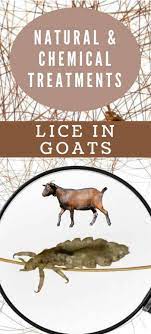 goat lice effective natural and