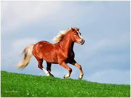Check spelling or type a new query. Speeding Ferrari By Konikpolski Horses Quarter Horse Animals