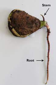 Planter un noyau de mangue : les secrets pour faire pousser l'arbre  tropical chez soi