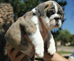 1 x lilac tri boy £3,500 1 x blue & tan top quality british bulldogs. Blue English Bulldog Puppies For Sale In Portales New Mexico Classified Americanlisted Com