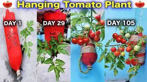 grow tomato plant in hanging bottle