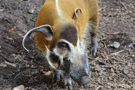 Berburu babi di gunuang sabala pessel kecamatan linggo sari baganti. Pig Face Free Stock Photo
