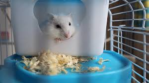 best hamster cages in 2021 dwarf