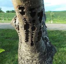 Pest and disease control without chemicals and pesticides. Holes In Apple Tree Bark From