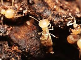Tripadvisor has 22,460 reviews of davenport hotels, attractions, and restaurants making it your best davenport resource. Why Termites Are A Year Round Problem In Iowa Illinois Quik Kill